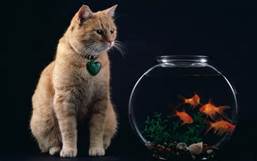 cat and fish